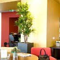 dracena reflexa square 90